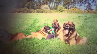 Leonberger Antics episode 104 by Hillhavenleonbergers show kennels 187 views 6 years ago 8 minutes, 12 seconds