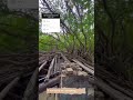 Coolest Tree I’ve ever seen 😎 love and appreciate nature so much If you’re In Tainan city don’t