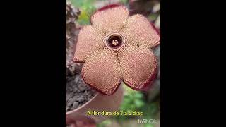 SUCULENTA EDITHCOLEA GRANDIS 'TAPETE PERSA' @loja.marabagarden #suculentasCactos #tapetePersa by Marabá Garden Suculentas e Cactos 12 views 2 months ago 2 minutes, 40 seconds