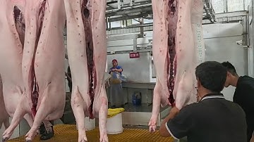 🚶‍♂️ A Walk Inside a Pig Slaughterhouse – Behind the Scenes!