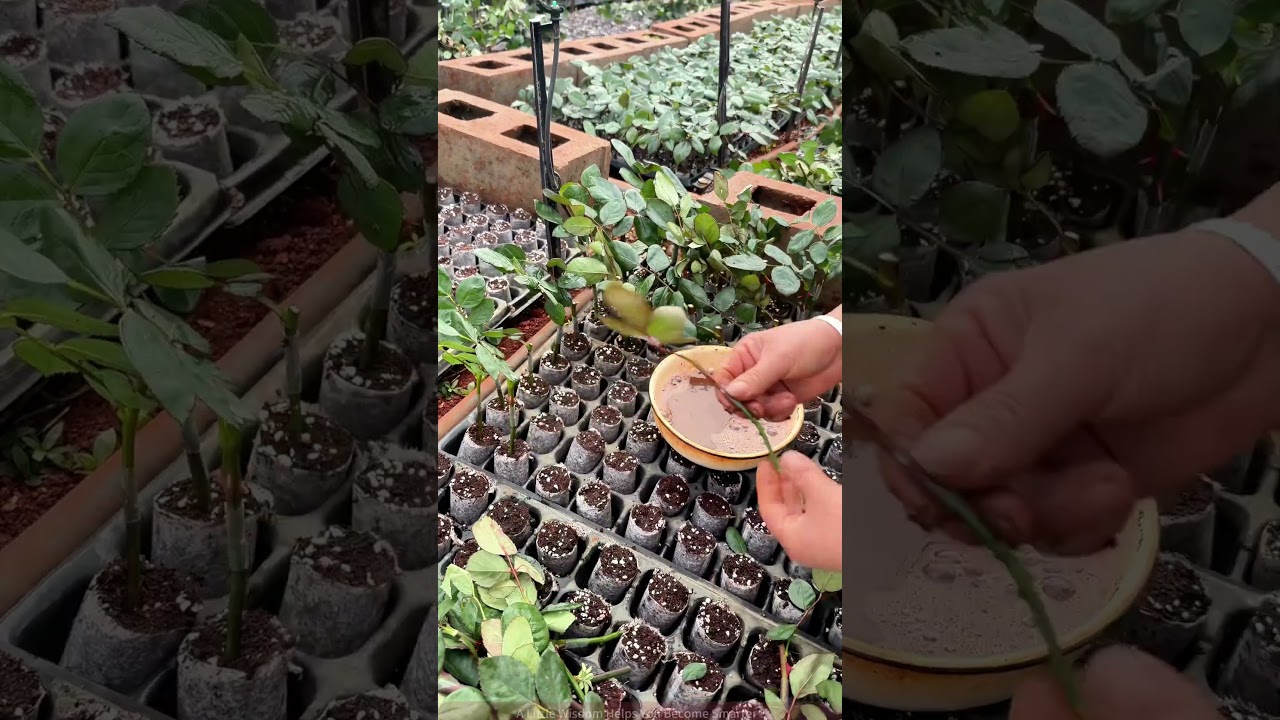 Highland Red Grafted Paper Cup Seedling Cutting Tutoria | Beginne-Friendly! 3 Steps toMast RootPowde