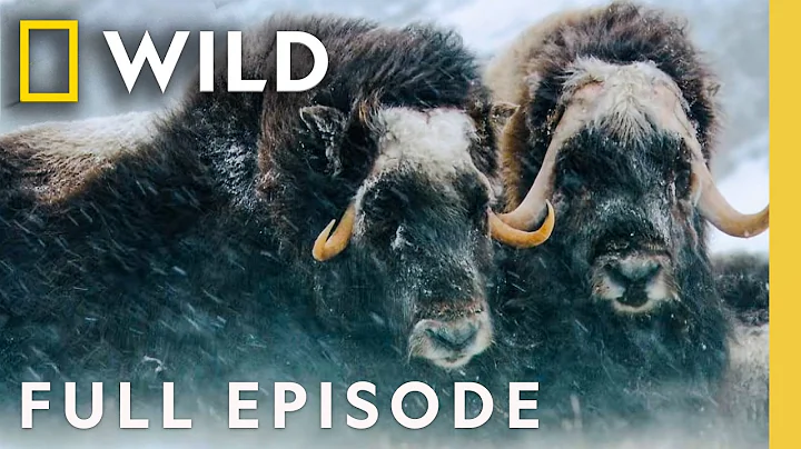 Winter Wonderland (Full Episode) | America's National Parks Compilation | Nat Geo Animals