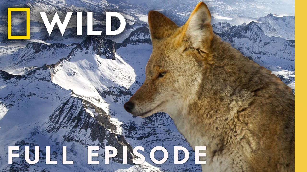 Winter in the Wilderness (Complete Episode) | Compilation of America’s National Parks | Nat Geo Wildlife – Documentary Winter in the Wilderness (Complete Episode) | Compilation of America’s National Parks | Nat Geo Wildlife – Documentary