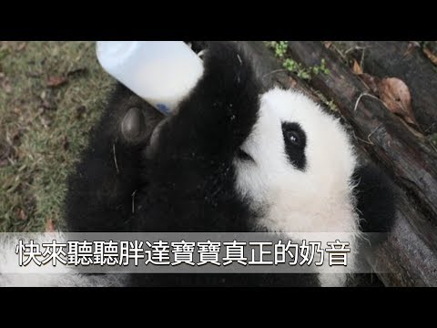 《熊貓早晚安》快來聽聽胖達寶寶真正的奶音 | iPanda