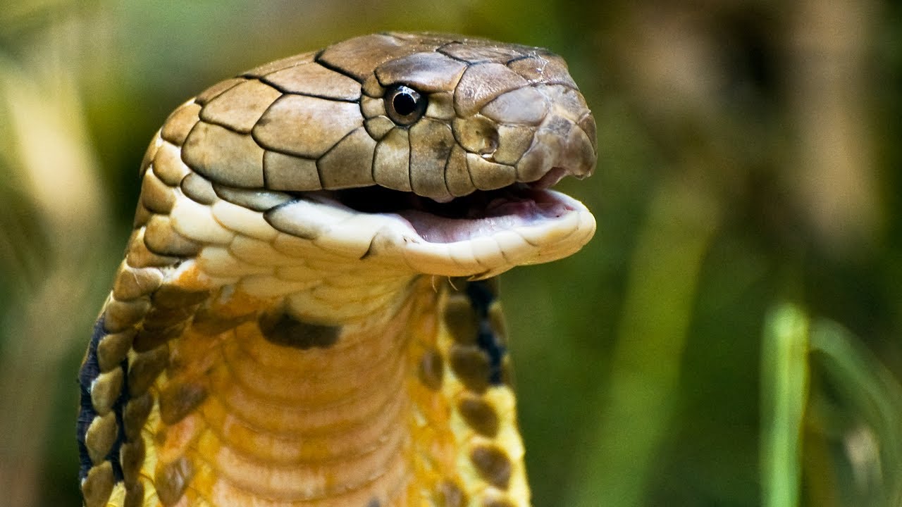 Snake Beauty 11 Malaysian King Cobra Youtube