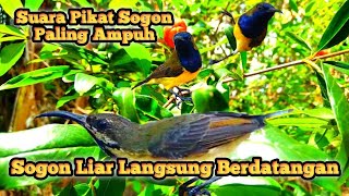 Sogon Gacor Untuk Pikat Sogon Paling Ampuh, Masteran Sogon, Pikat Sogok Ontong, Suara Pikat Burcil