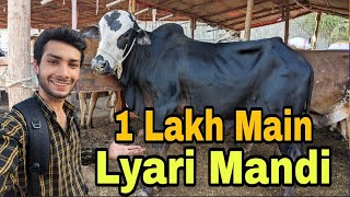 Sirf 1Lakh Main Lyari Cow Mandi Karachi Cattle Rate Update 19-May-2024 | Cow mandi