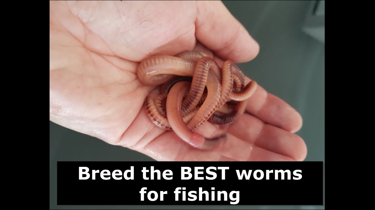 Breed The Best Worms For Fishing - European Night Crawlers