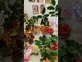 #forest #nature #health #food #cosmetics #strawberry #plants #paradise #netflix #gossipgirl #sea
