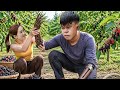 Harvesting 1000kg Giant red mulberries on a dangerous cliff.