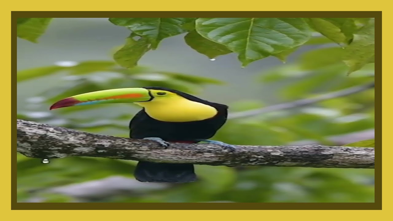 The billed toucan is the world's most endangered exotic bird