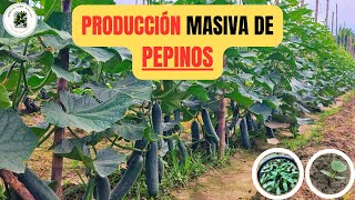 ALCANZA LA EXCELENCIA EN CULTIVOS DE PEPINOS ASÍ