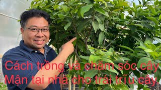 Cách trồng và chăm sóc cây Mận tại nhà cho trái trĩu cây@Nhung Phan Cuoc Song My