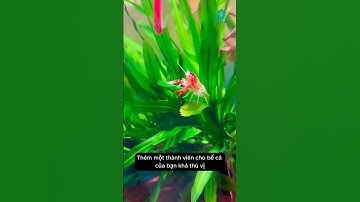 Tôm kiểng thủy sinh dọn dẹp cho bể cá một cách tự nhiên vừa tạo thêm màu sắc cuốn hút #aquarium