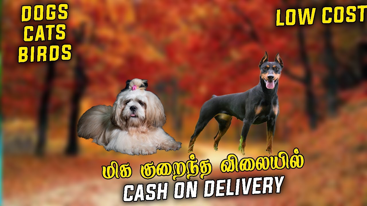 😍 ️QUALITY DOGS FOR SALE PUPPY SALES IN CHENNAI SHIH TZU, DOBERMAN