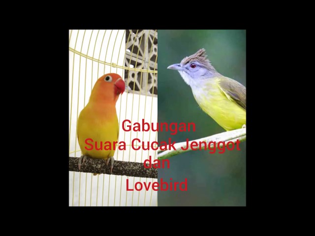 Gabungan Suara Cucak Jenggot dan Lovebird Untuk Masteran. class=