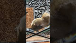 A squirrel came to visit