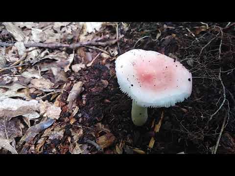 Video: Kabanica od gljiva: opis, vrste i svojstva. Gdje raste kabanica