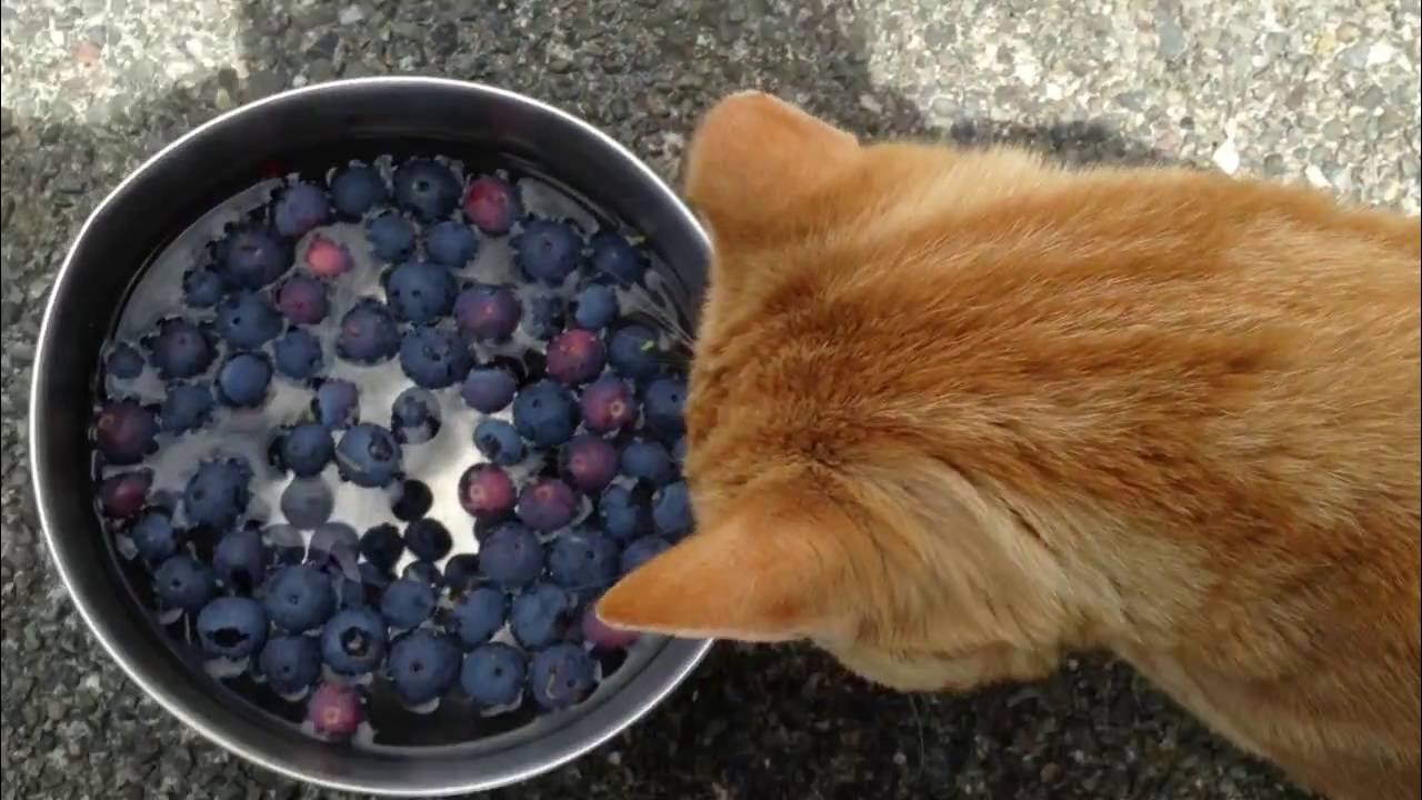 Blueberries with worms YouTube