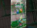 I love you | love birds 😚💕 #viralvideo #cute #birds #shorts #shortsviral