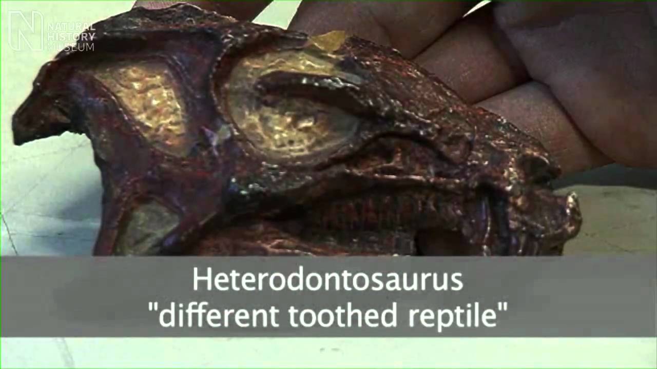 museums in london Big teeth for a tiny dinosaur | Natural History Museum