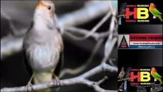 SIKATAN LONDO GACOR FULL ISIAN | MASTERAN DI ALAM LIAR LOKAL JEDA | NEMBAK RAPAT PANJANG VS CILILIN