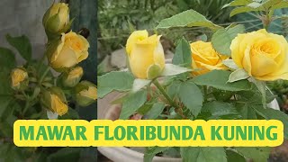 mawar floribunda kuning || update || YELLOW FLORIBUNDA ROSES