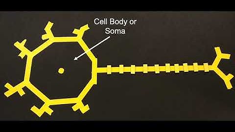 The Action Potential - the brain