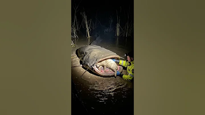 Saving the little dog from massive river catfish