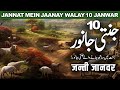 Jannat mein jaanay walay 10 janwar  10 heavenly animals  jannat  noor islamic