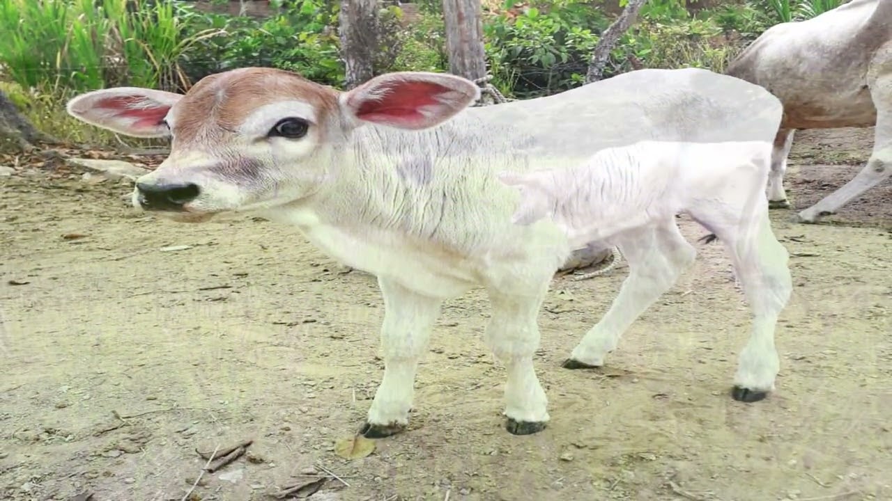 Himno del Colegio de Bachillerato "Marcabelí"