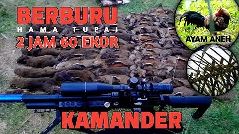 Berburu hama tupai 2 jam poin 60 ekor dengan #kamander  @huntergumarapus1833