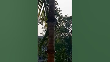 Snakes Climbing Trees, Poles and Walls / Climbing Python / Scared Snakes | National Geographic