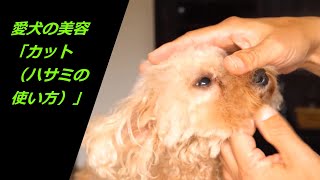 「愛犬の美容 カット（ハサミの使い方）」α33