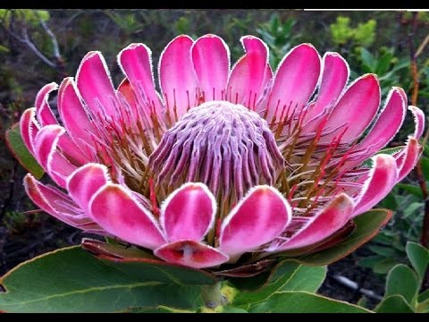 Video: The most beautiful flowers in the world