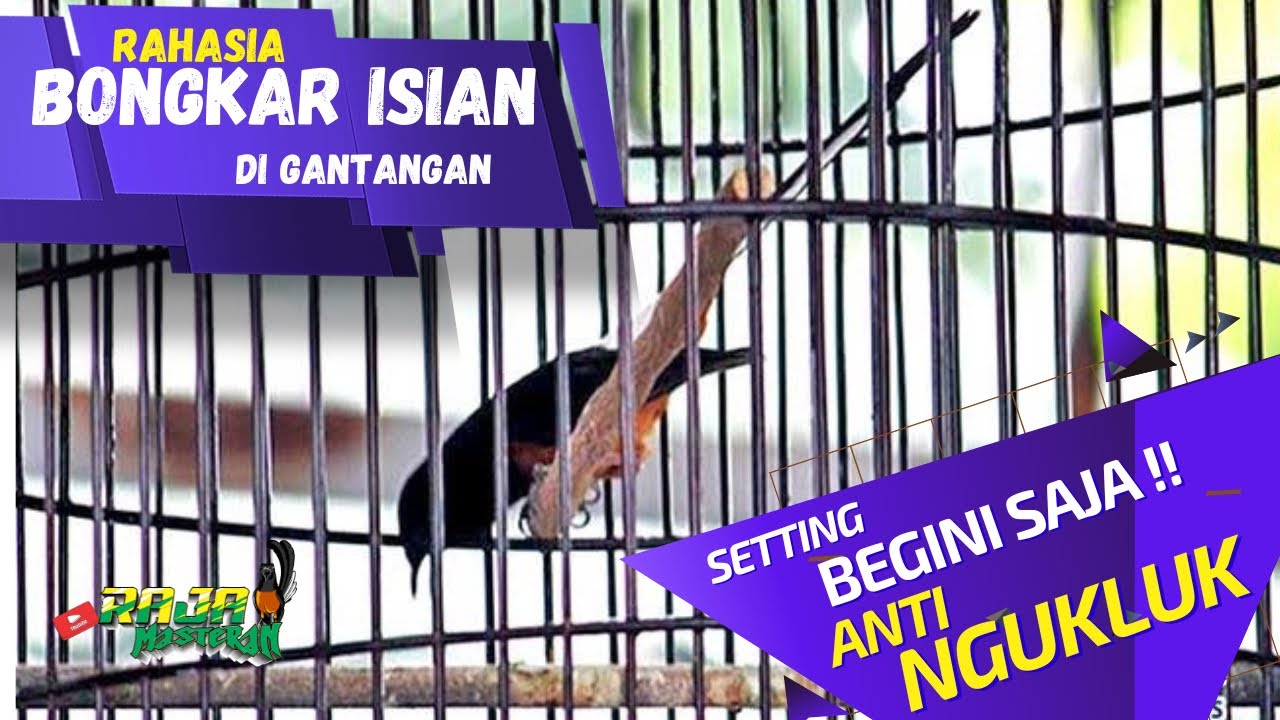 Cara mudah murai batu bongkar isian di gantangan