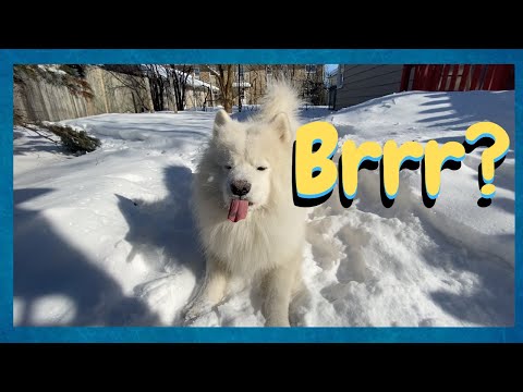 big white fluffy dog samoyed