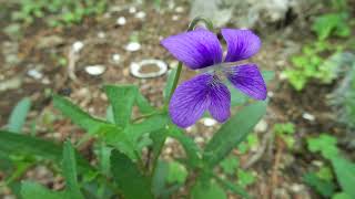 クワガタスミレ/Viola palmata 01_240421_ガイコツ山知人宅