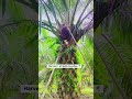 Harvest 1 oil palm bunches🌴