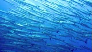 Big shoals of fish in Malpelo - Impressionnants bancs de poissons à Malpelo (HD)