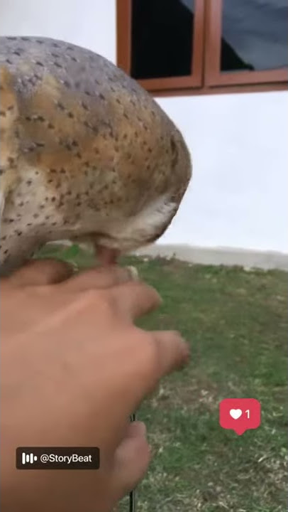 Burung hantu Tyto Alba