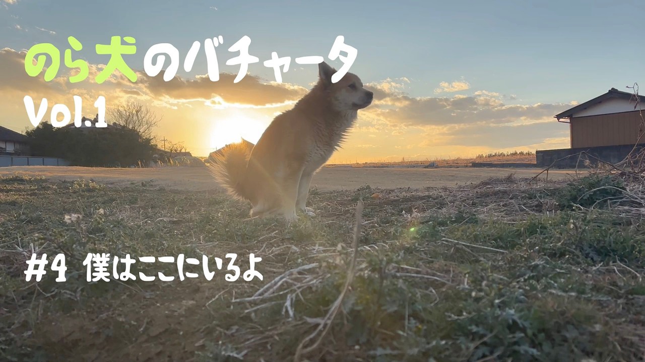 #4のら犬のバチャータ / Bachata del Perro Callejero｜Vol.1｜ここにいていいんだよ