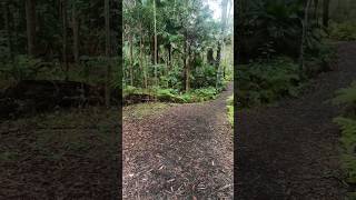 🤍 #australia #bush #relaxingmusic #relax #calm #bushwalks