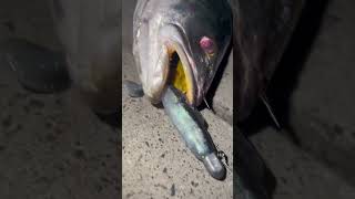 Mulloway jewfish on lures in Sydney harbour