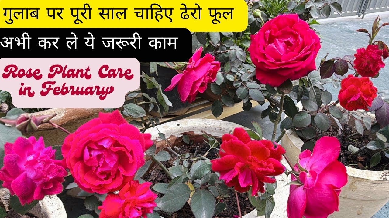 Rose Plant Care in February Month, How To Get Maximum Growth on Rose Plant,गुलाब की देखभाल कैसे करें