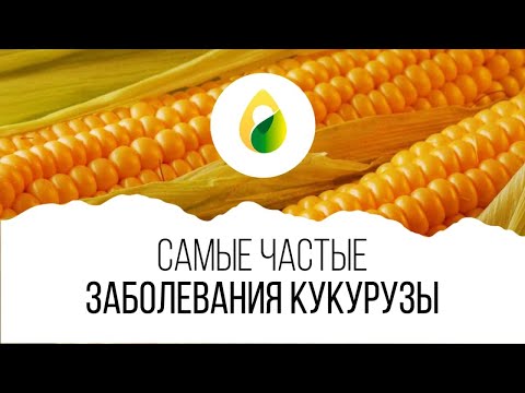 Видео: Что такое кукурузная головня - советы по профилактике и лечению болезни кукурузной головни