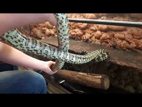 Video: Wanneer begon het hanteren van slangen?