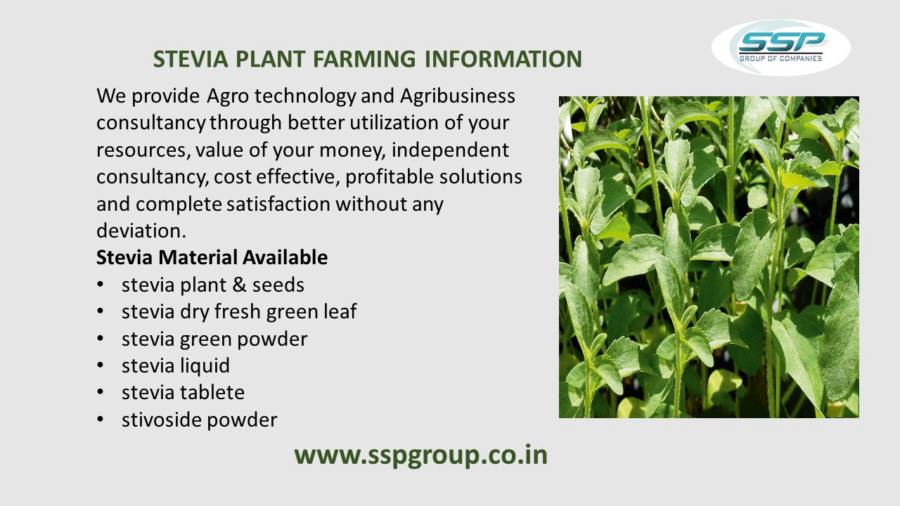 Stevia Plants, Stevia Cultivation in India sspgroup YouTube