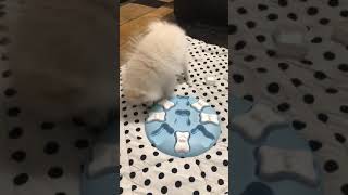 Outward Hound Nina Ottosson Puppy Smart Treat Puzzle Toy  Stimulating Interactive Dog screenshot 4
