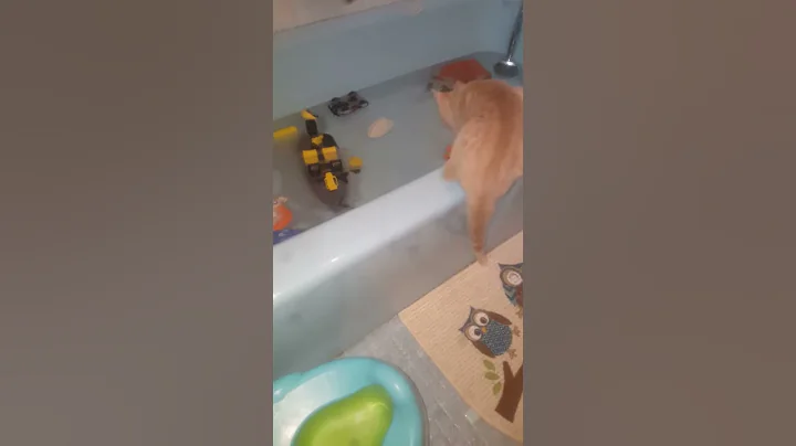 Watch the video about Funny Orange Kitten Kitty Cat Daniel scared into Bathtub